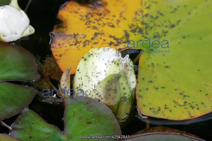 : Water Lily Aphids infest both the flowers and leaves : Water Lily Aphids infest both the flowers and leaves