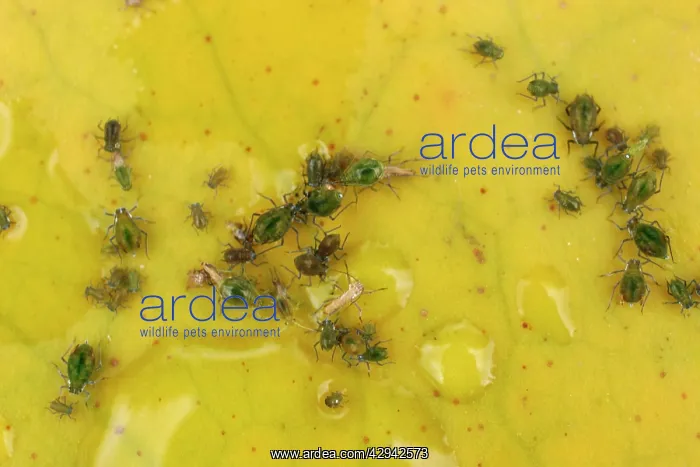  : Water Lily Aphids on water lily lead close up