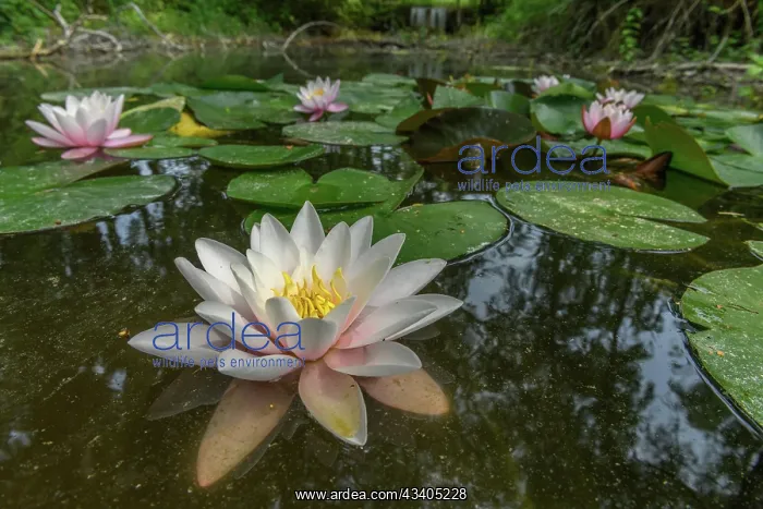 : Water lily blooming in a pond. Bas-Rhin, Collectivite : Water lily blooming in a pond. Bas-Rhin, Collectivite