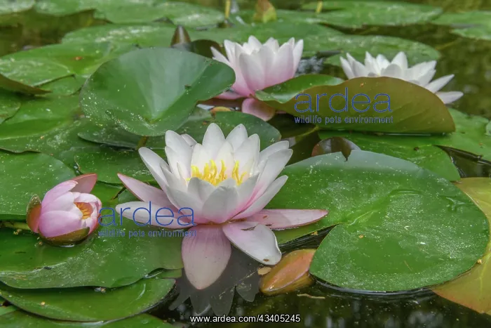 : Water lily blooming in a pond. Bas-Rhin, Collectivite : Water lily blooming in a pond. Bas-Rhin, Collectivite