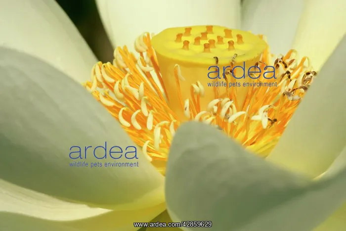 : Water lily - detail of a blossom : Water lily - detail of a blossom