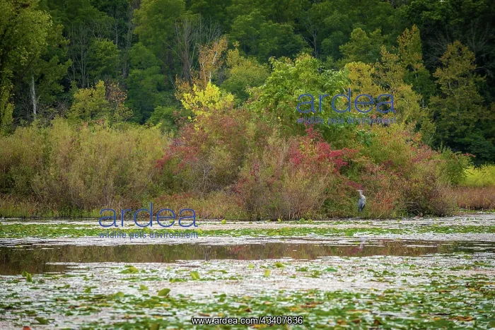 : Water lily covered lake, France Park, Indiana, USA : Water lily covered lake, France Park, Indiana, USA