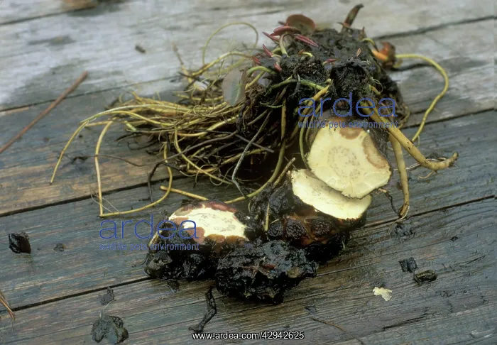 : Water Lily crown rot shows as brown tissue in the rhizomes : Water Lily crown rot shows as brown tissue in the rhizomes