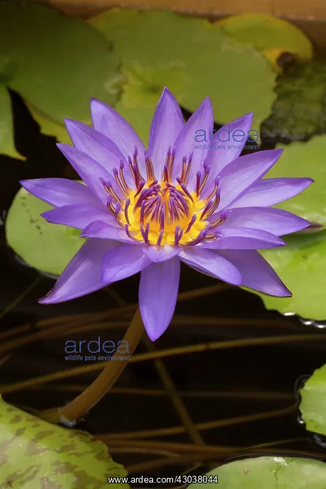 : Water Lily cultivar : Water Lily cultivar