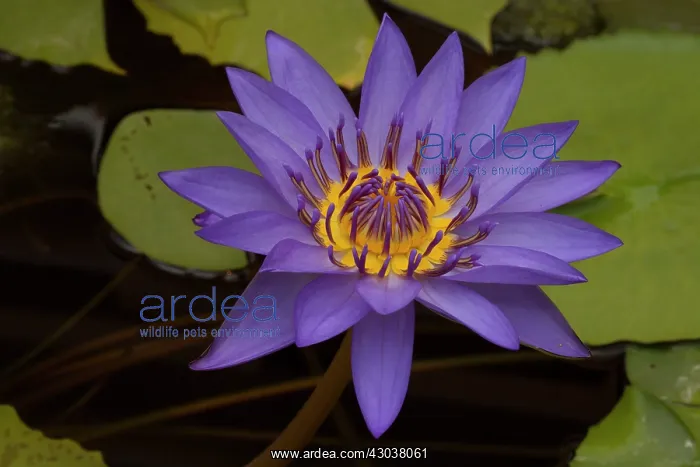 : Water Lily cultivar : Water Lily cultivar
