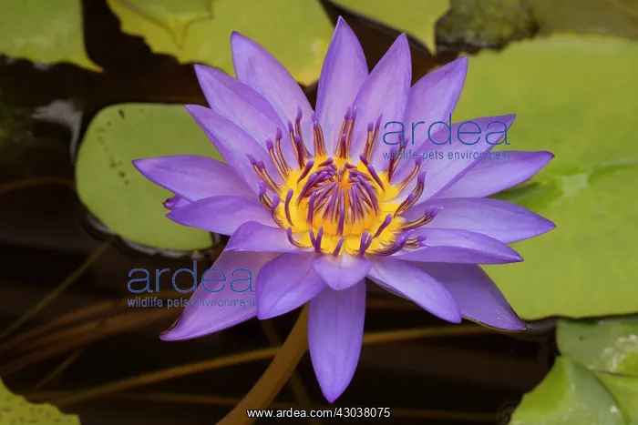 : Water Lily cultivar : Water Lily cultivar