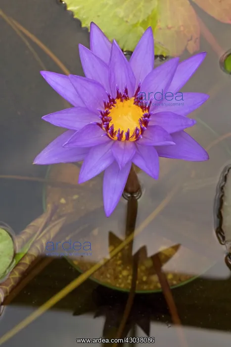 : Water Lily cultivar : Water Lily cultivar