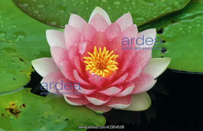 : WATER Lily - In garden pond, Nymphaea species hybrid : WATER Lily - In garden pond, Nymphaea species hybrid
