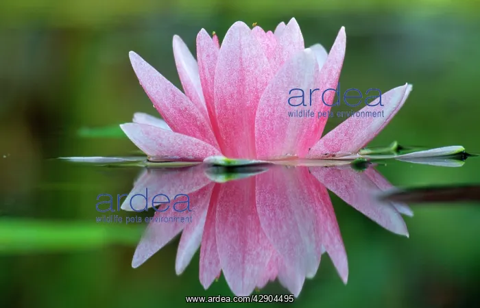 : WATER Lily - In garden pond, showing refection : WATER Lily - In garden pond, showing refection