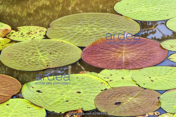 : Water Lily - giant Lily leaves and flower. Tributary : Water Lily - giant Lily leaves and flower. Tributary