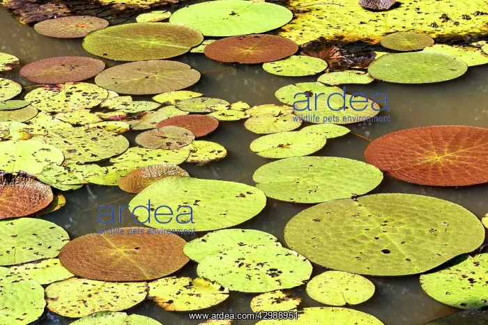 : Water Lily - giant Lily leaves and flower. Tributary : Water Lily - giant Lily leaves and flower. Tributary