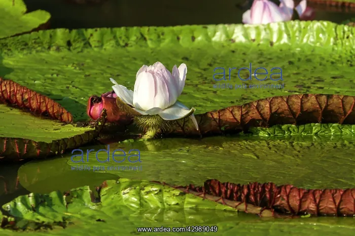 : Water Lily - giant Lily leaves and flower. Tributary : Water Lily - giant Lily leaves and flower. Tributary