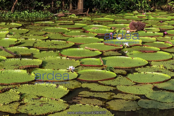 : Water Lily - giant Lily leaves and flower. Tributary : Water Lily - giant Lily leaves and flower. Tributary