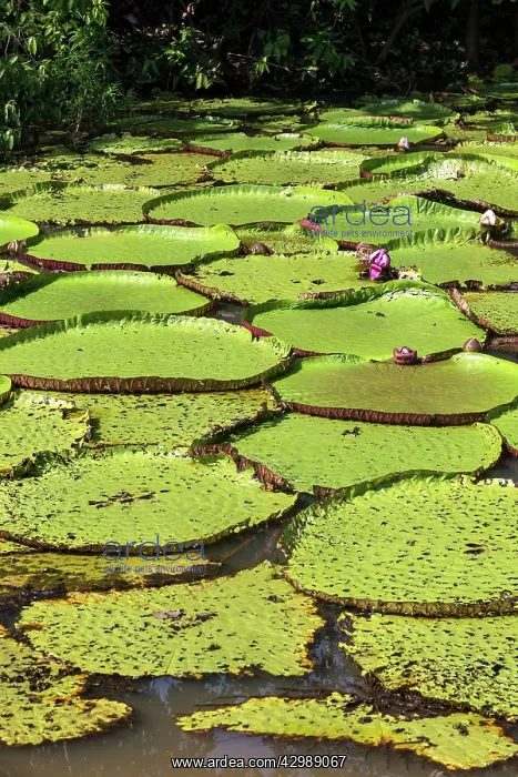 : Water Lily - giant Lily leaves and flower. Tributary : Water Lily - giant Lily leaves and flower. Tributary