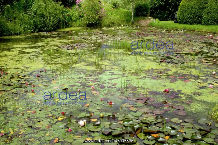 : Water-lily lake : Water-lily lake