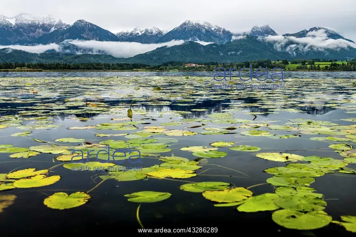 : Water lily leaves (Nymphaea) on water surface with : Water lily leaves (Nymphaea) on water surface with