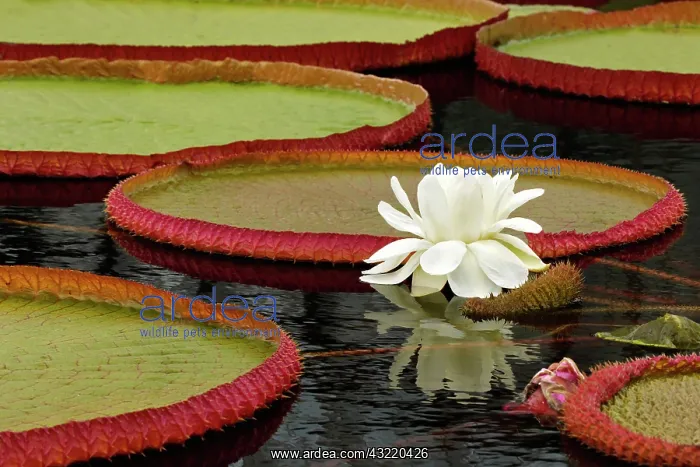 : Water lily and lily pad pond, Longwood Gardens : Water lily and lily pad pond, Longwood Gardens