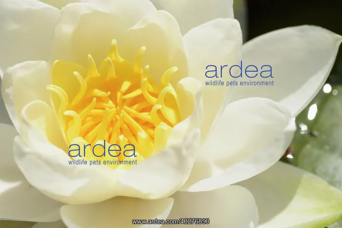 : Water lily, Nymphaea alba, White subject : Water lily, Nymphaea alba, White subject