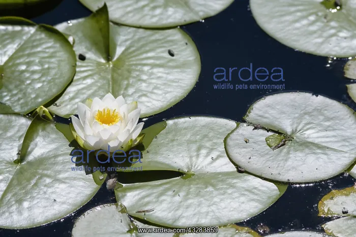 : Water lily, Nymphaea alba, White subject, Green : Water lily, Nymphaea alba, White subject, Green