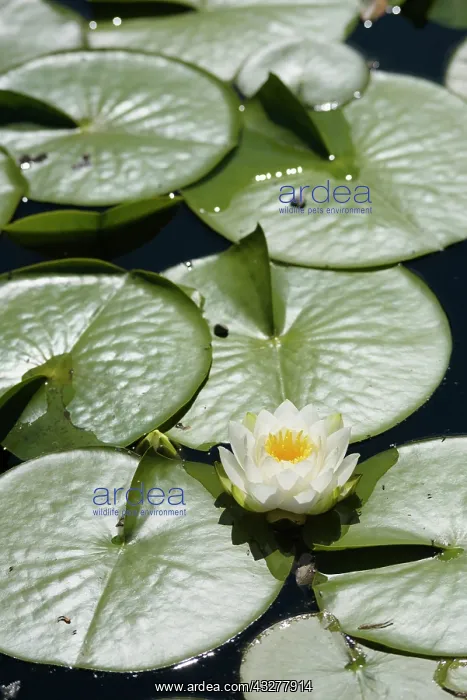 : Water lily, Nymphaea alba, Yellow subject, Green : Water lily, Nymphaea alba, Yellow subject, Green