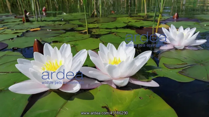 : Water lily (Nymphaea), floating leaf zone, lake : Water lily (Nymphaea), floating leaf zone, lake