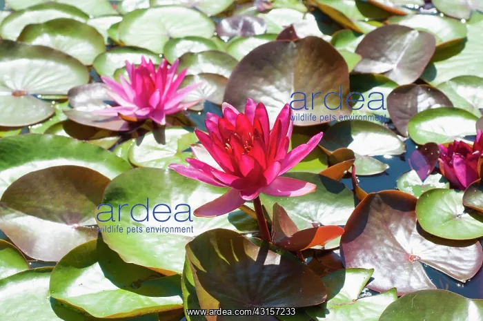: Water lily, Nymphaea Perrys red star, Double flowered : Water lily, Nymphaea Perrys red star, Double flowered