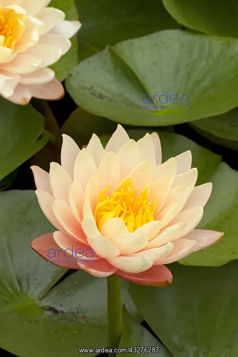 : Water lily (Nymphaea sp) Mangkala Ubol : Water lily (Nymphaea sp) Mangkala Ubol
