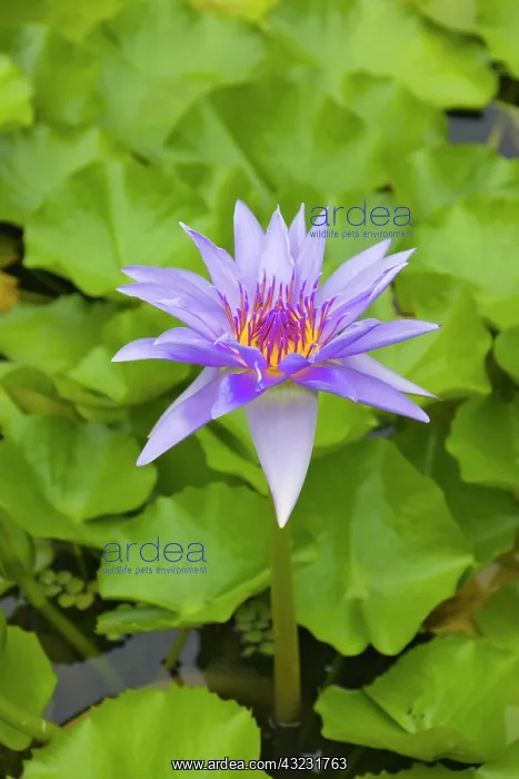 : Water lily, Palau : Water lily, Palau