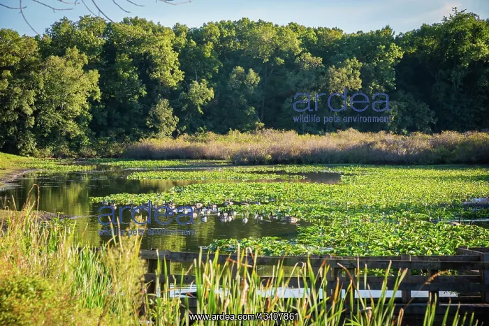 : Water lily pond, Tippecanoe State Park, Indiana, USA : Water lily pond, Tippecanoe State Park, Indiana, USA