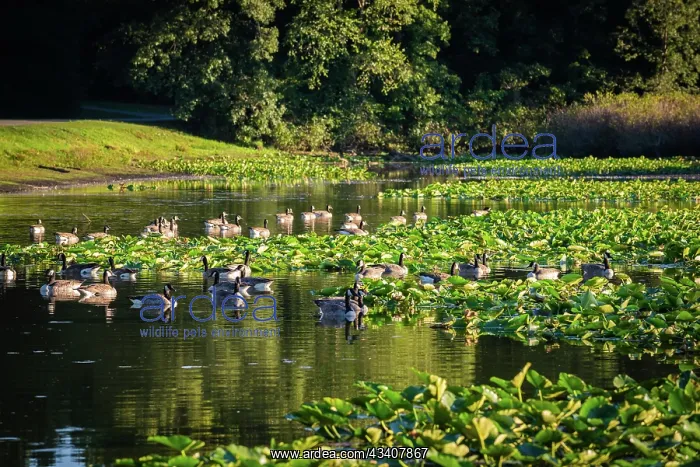  : Water lily pond, Tippecanoe State Park, Indiana, USA