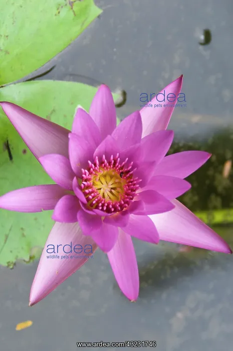 : Water lily, Rarotonga Island, Cook Islands : Water lily, Rarotonga Island, Cook Islands