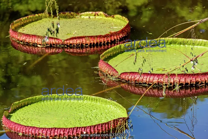 : Water Lily typical of the Amazon with its characteristic : Water Lily typical of the Amazon with its characteristic