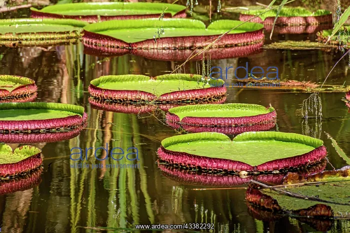 : Water Lily typical of the Amazon with its characteristic : Water Lily typical of the Amazon with its characteristic