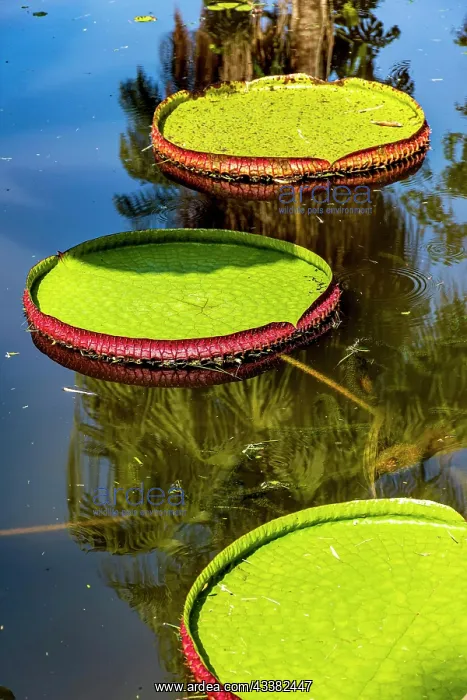 : Water Lily typical of the Amazon with its characteristic : Water Lily typical of the Amazon with its characteristic