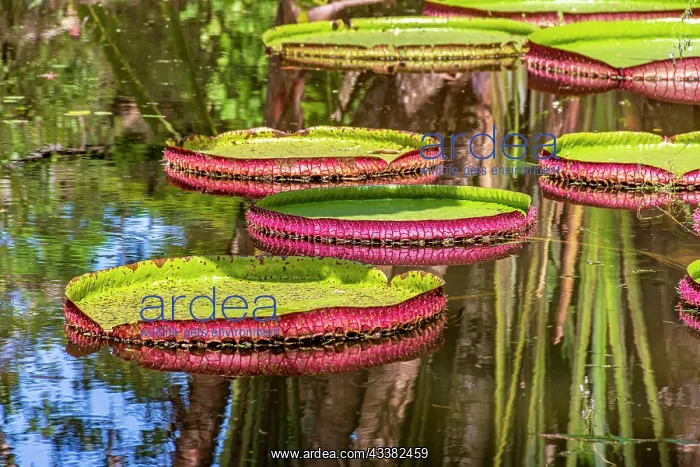 : Water Lily typical of the Amazon with its characteristic : Water Lily typical of the Amazon with its characteristic