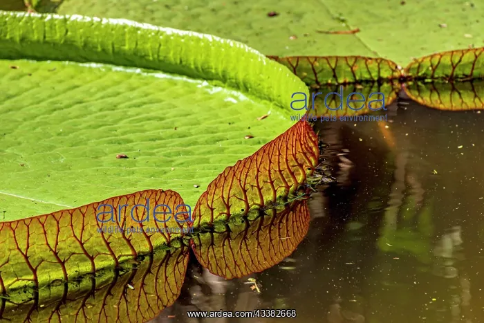 : Water Lily typical of the Amazon with its characteristic : Water Lily typical of the Amazon with its characteristic