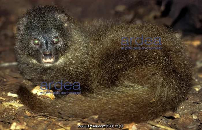 : Water / Marsh Mongoose : Water / Marsh Mongoose