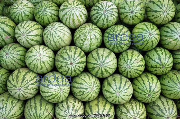 : Water melons for sale in India (but cultivated : Water melons for sale in India (but cultivated