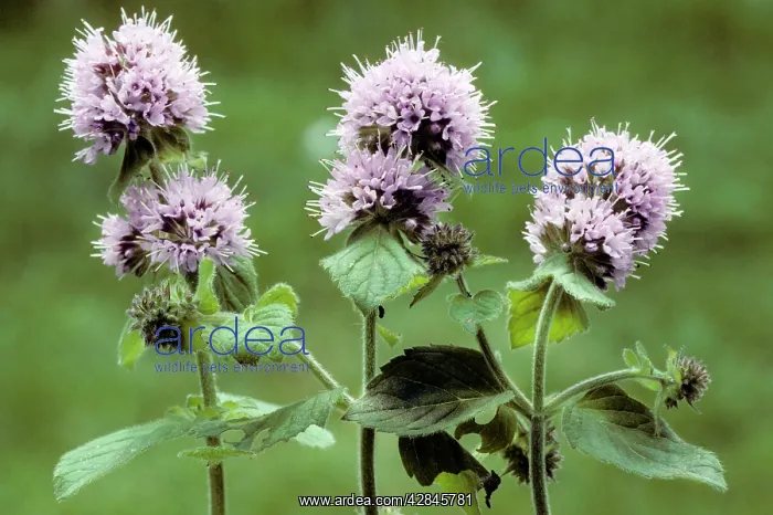  : Water Mint