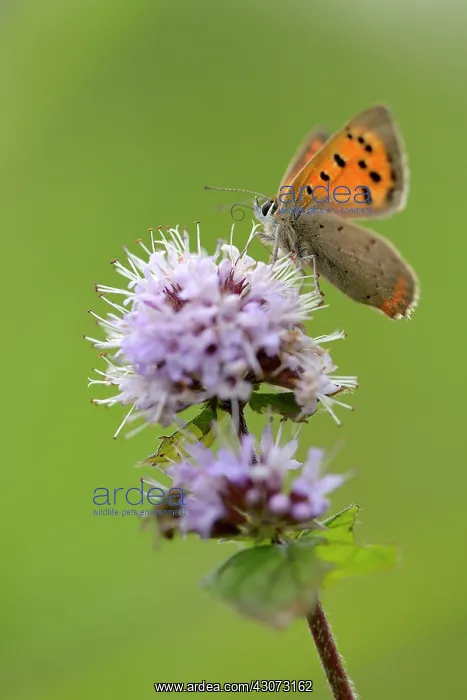 : Water Mint : Water Mint