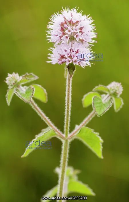 : Water Mint - in flower : Water Mint - in flower