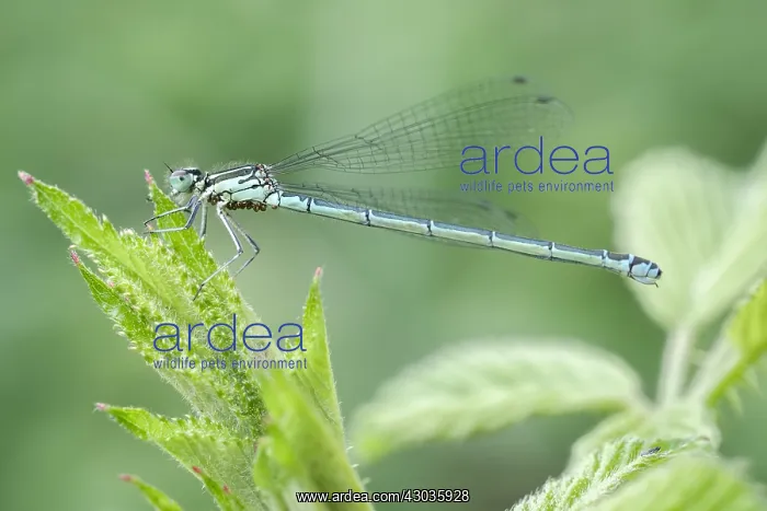  : Water Mite larvae on Damselfly, Norfolk UK