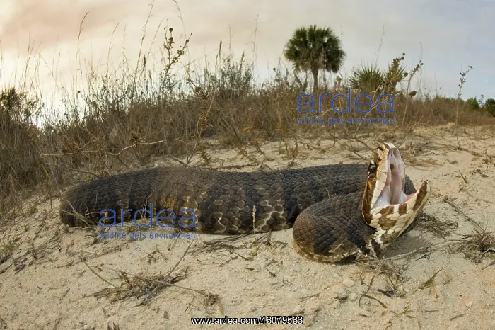 : Water Moccasin : Water Moccasin