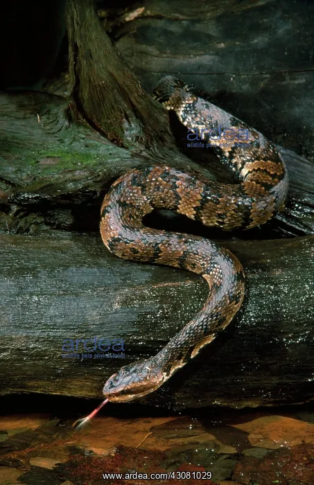: Water Moccasin : Water Moccasin