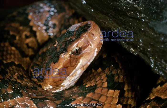 : Water Moccasin : Water Moccasin