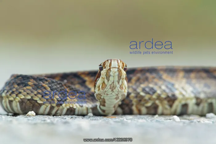  : Water Moccasin