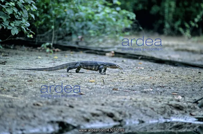 : Water Monitor : Water Monitor