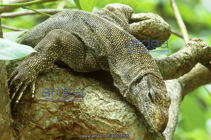 : Water Monitor : Water Monitor