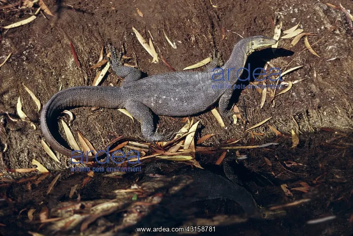 : Water Monitor : Water Monitor