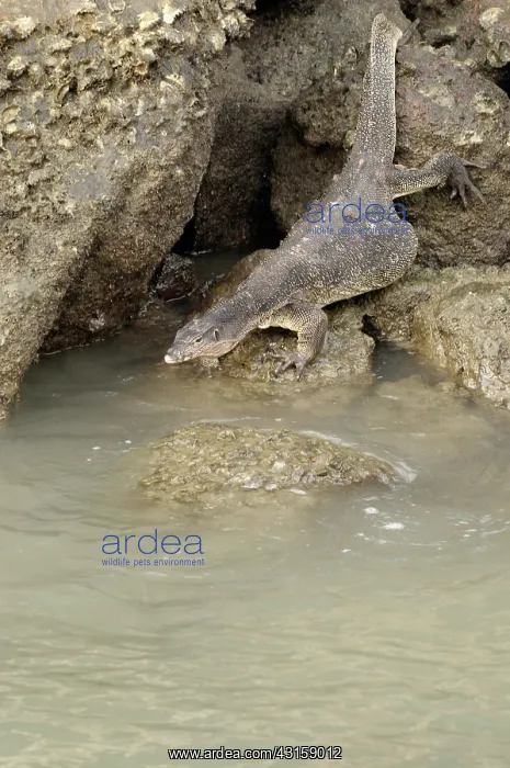  : Water Monitor